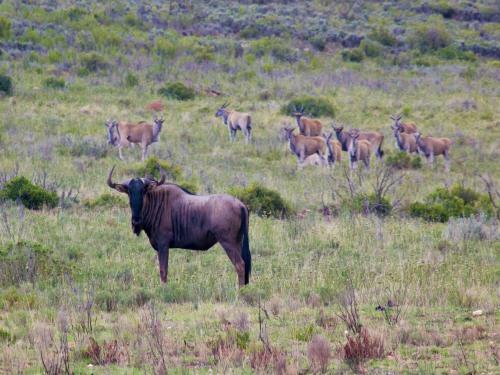 Villa Swartberg Private Game Lodge