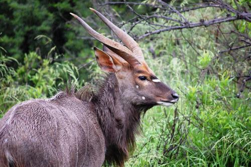 Villa Swartberg Private Game Lodge