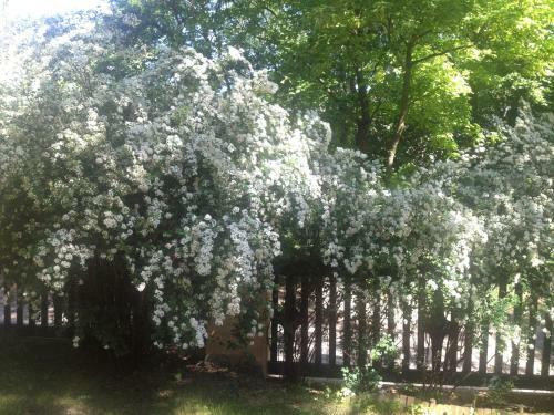 Apartamento Exquisites Gartenapartment In Eleganter Jugendstilvilla