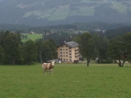 Apartment Waltraud Top 13