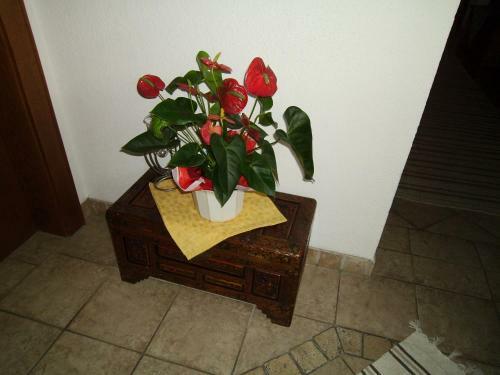 Apartamento Haus Weidmannsheil