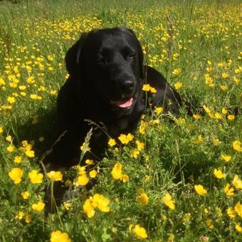 Posada Gasthof Teufl