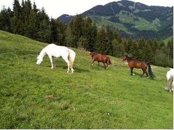 Hotel Pension Luzenberg