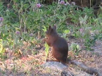 Bed & Breakfast G�sthem Kronan