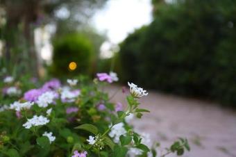 Apartamento Dionisos Resort