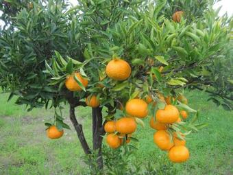 Traditional Villa Aphrodite