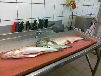 Apartamento Ferienwohnung Koje 2