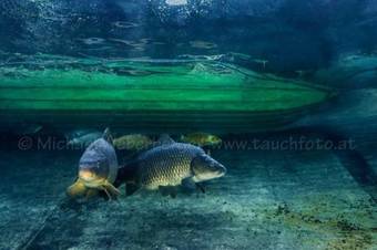 Apartamento Alpenaquarium Gr�blsee - Fewo Monika