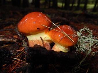 Hotel Albergo Du Soleil