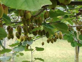 Apartamento Cason Degli Ulivi