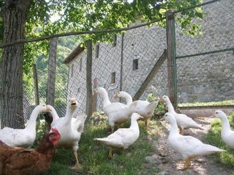 Agroturismo Agriturismo Podere Fiume