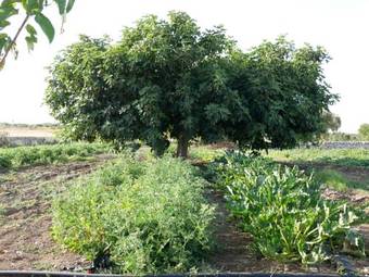 Agroturismo Masseria San Vito - Agriturismo