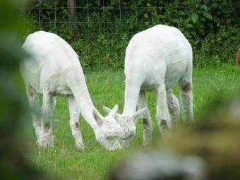 Robin And Wren Cottages
