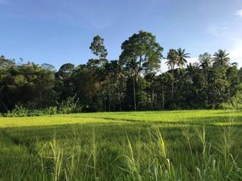 Sinharaja Tranquil Homestay