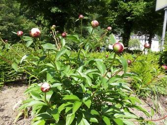 Hotel Bertricher Hof