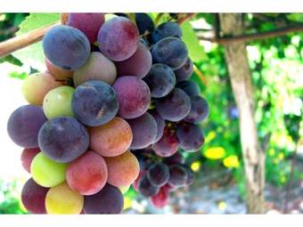 Holiday Home Pruneda II