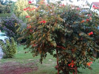 Deutsches Haus Apartments