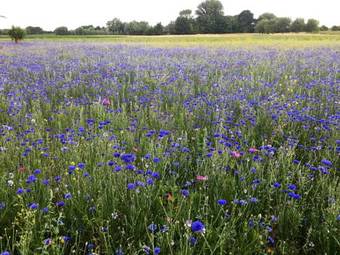 Vakantiewoning Babillie