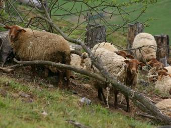 Le Chalet Chaleureux B