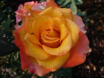 Aparthotel Villa Vacanze Paradiso