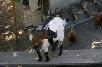 Agroturismo Watscherhof