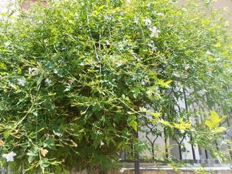 Agroturismo Casa Vacanze Il Gelsomino