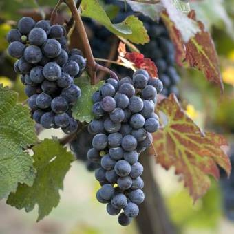 Hotel Albergo 'la Vigna'