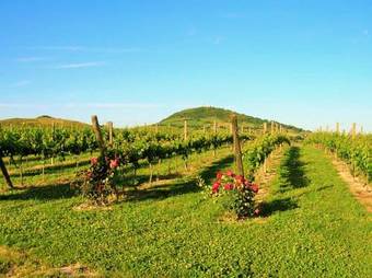 Agroturismo Agriturismo L'antico Oliveto