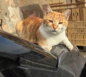 Hotel Le Vigne Della Duchessa Country Resort