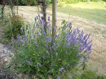 Bed & Breakfast Chambres D'h�tes La Baudri�re