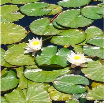 Lodge Gourmet Vichuquen