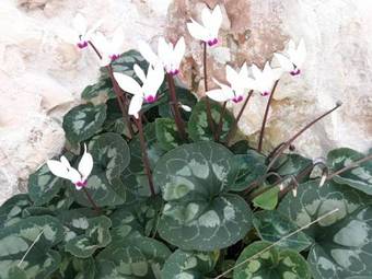 Vacation Apartment In Manot