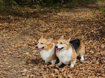 Posada Pension Tirol