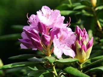 Apartamento Baumgartner - Bauernhaus