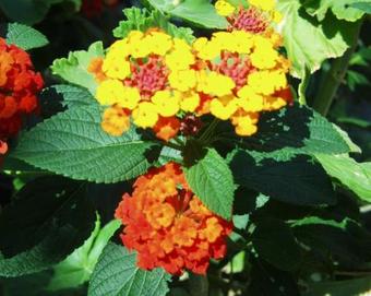 Apartamentos Studio Sumpetar 948a