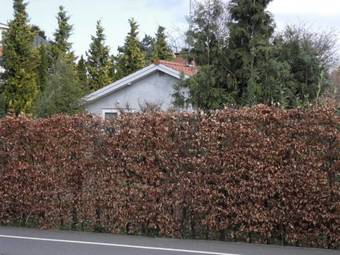 Bed And Breakfast Birkerod