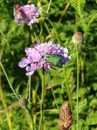 Hostal Guesthouse Pavli?i?