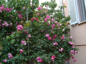 One-bedroom Apartment In Zadar/zadar Riviera 7837