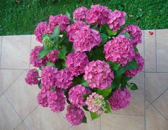 Hostal Sobe Ivan?ica