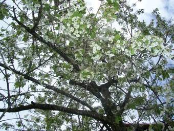 Apartamento Achilleas Rooms