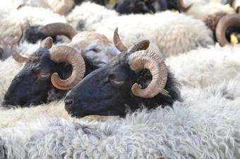 Hostal Maison Xaharenia