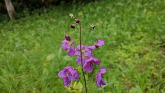 Szarvask? Vend�gh�z