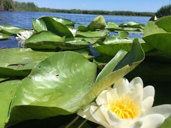 Hostal Pensiunea Pescarul Vanator Delta Dunarii