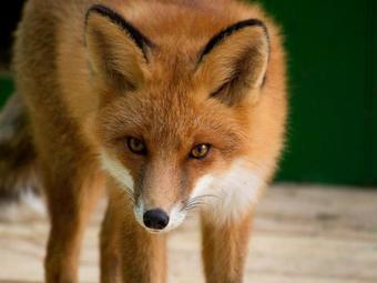 Hotel Shishki Na Lampushke - Casa De Campo