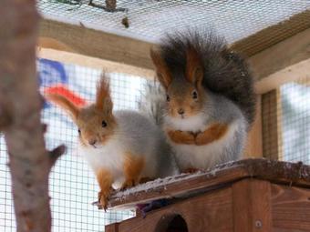 Shishki Na Lampushke - Vostochnaya Medina