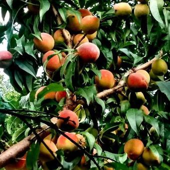 Lodge Caba�as Kalahuasi El Durazno