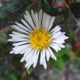 Agroturismo Hospedaje La Loica