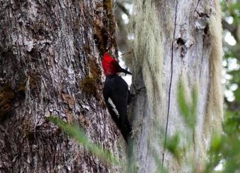 Lodge Parque Conguillio Casa Dos Plantas