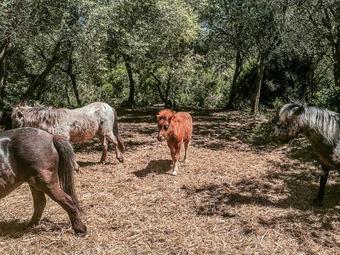 Villa Finca Es Garf�