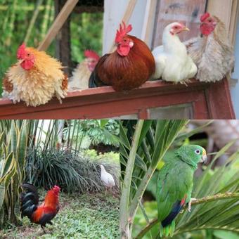 B&B Coffee Region-santa Maria De La Sierra